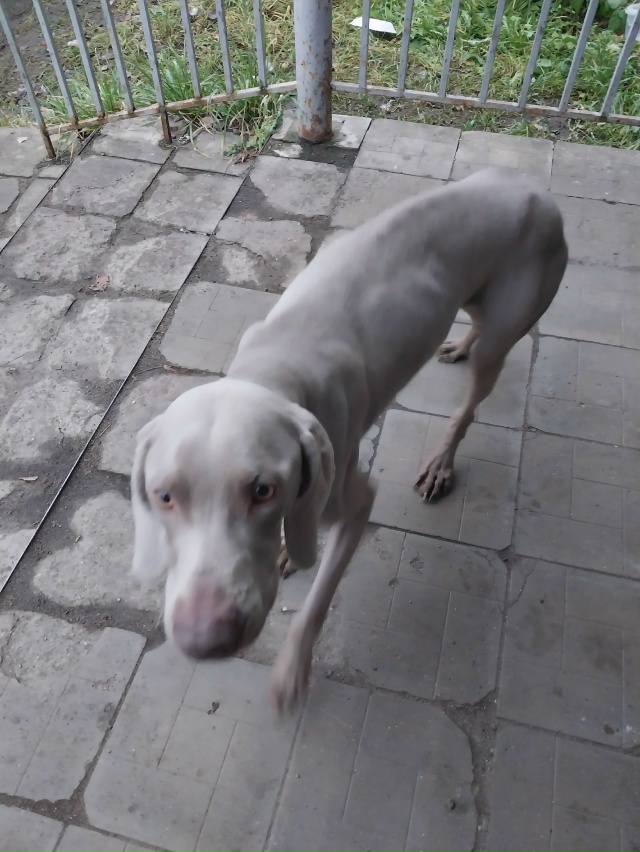 Гуляет у проходной мясокомбината, хозяин откликнись! С...