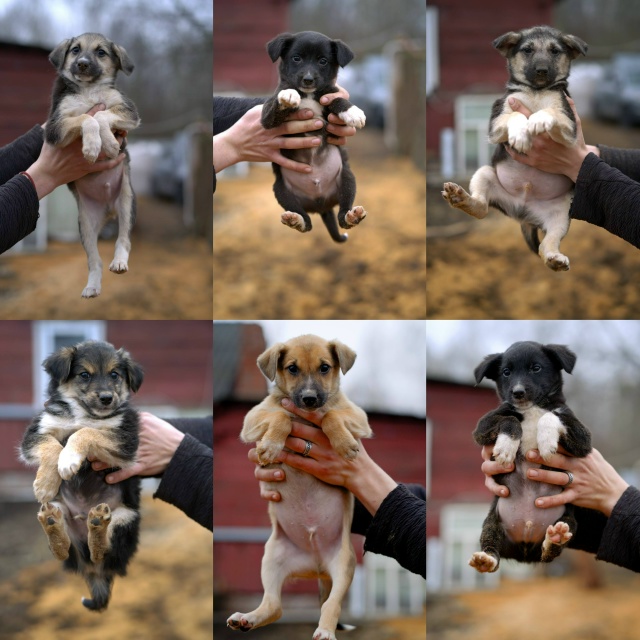 Кобели в добрые руки. Возраст около 2 месяцев. Обработа?...