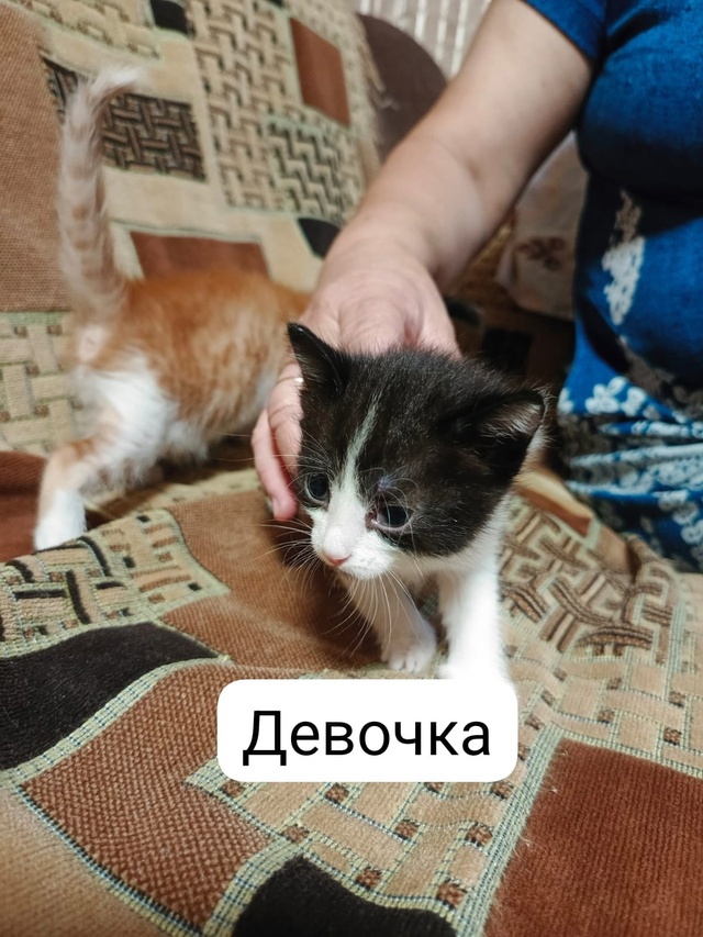 Отдам котят в добрые руки, котятам исполнился месяц ро...
