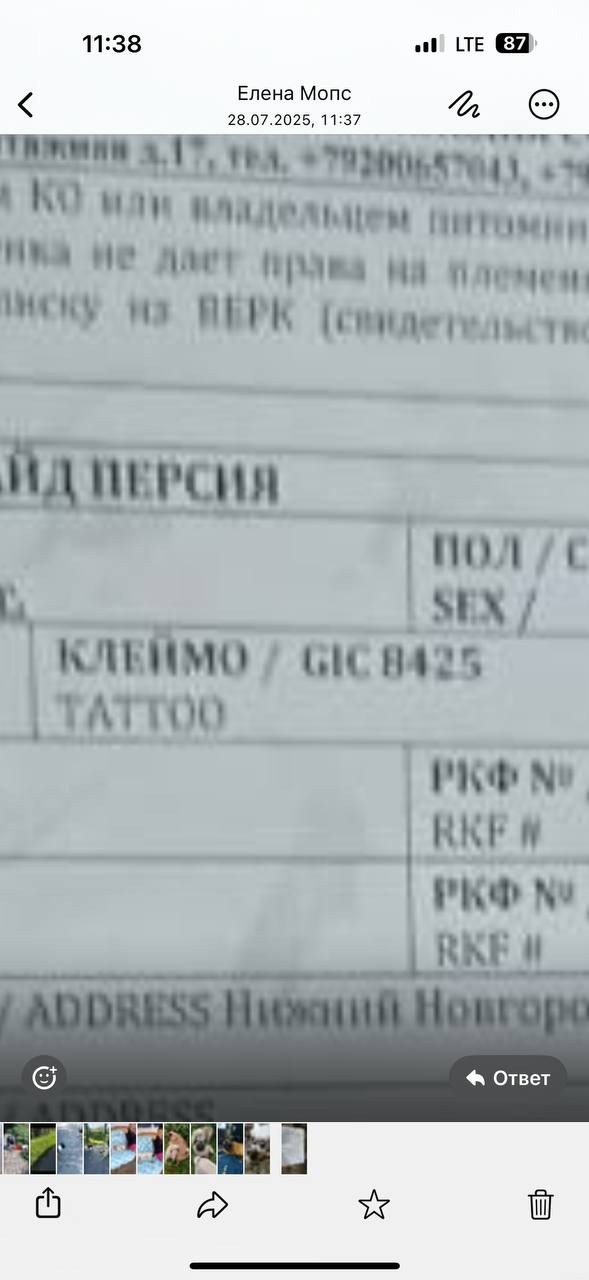 Дорогие неравнодушные 🙏27.07.2025 пропала собака.
Описани...