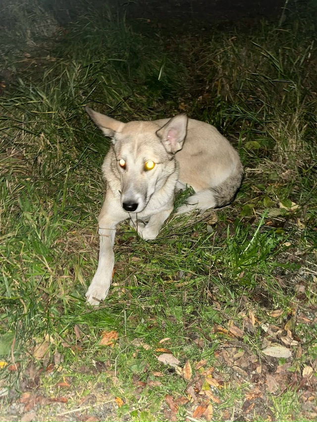 Несколько дней в Апатитах гуляет пес, в первые дни был ?...