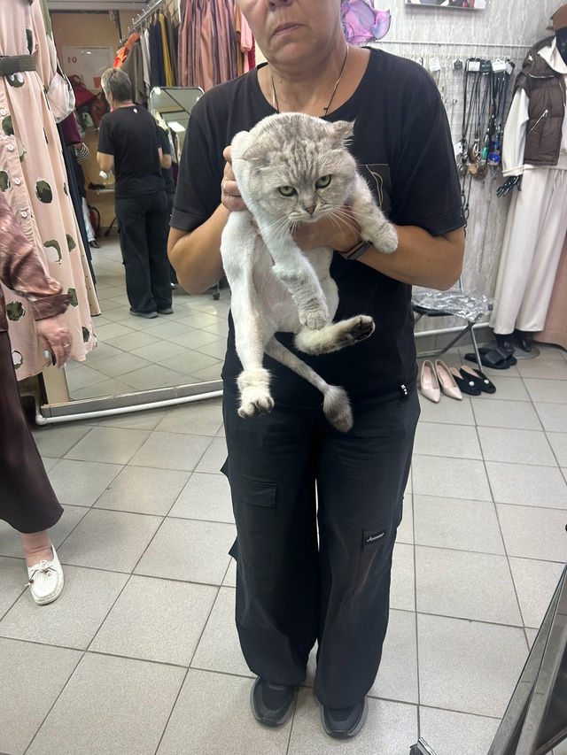 Срочно, нашли кота. Ухожен, подстрижен. Испуган.
Улица К...