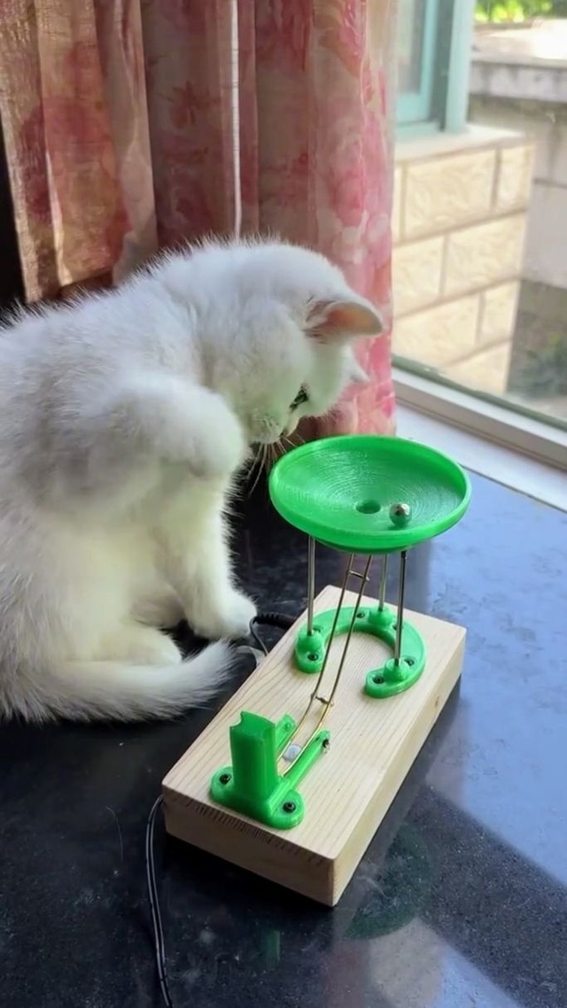 Котейка увлеклась игрой