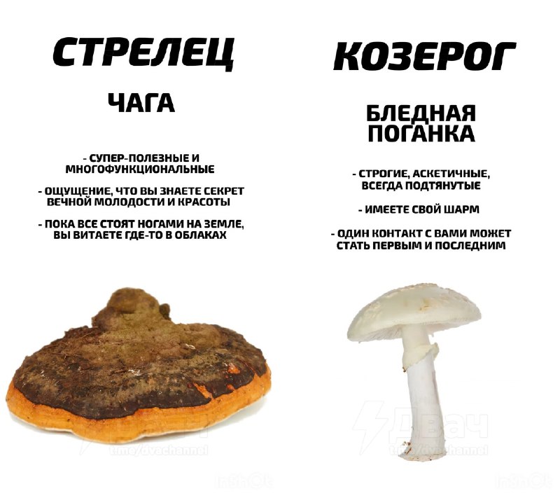 Российский астролог рассказал, какой ты гриб по знаку зодиака
Ищем себя