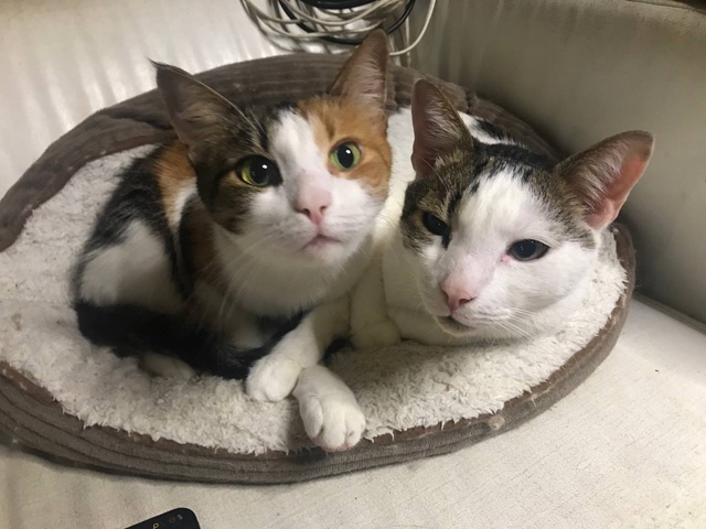 Мутя(Баламутя):-Ничесеее!!
Батон:-Фигня это фффсеее…