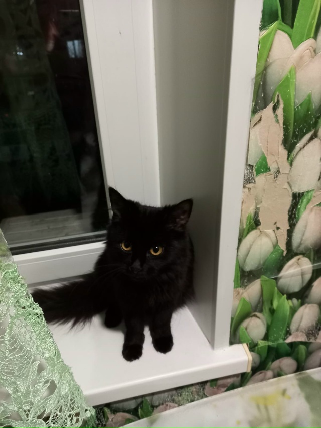 Добрый вечер, прибилась черненькая кошечка, ухоженная,...