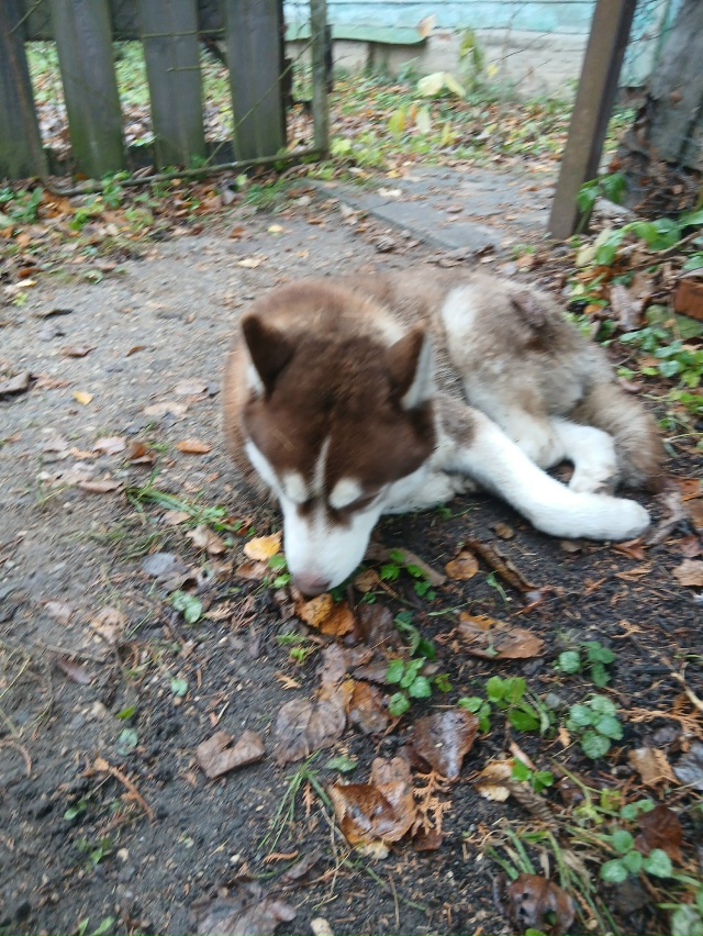 Собака пришла. Не уходит. Чья?