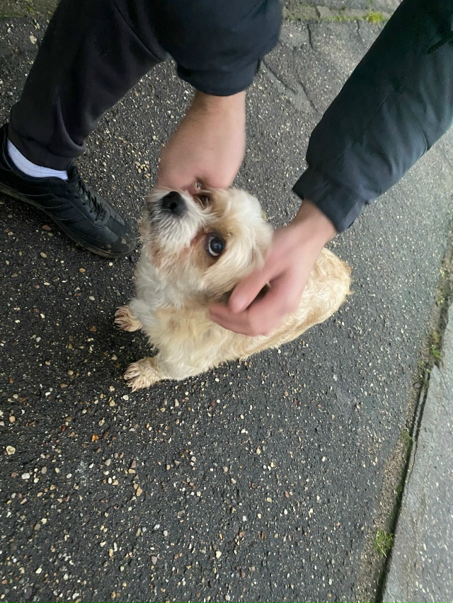 Анон. Чья потеряшка ? Подошла ,начала скулить , стоит ря?...