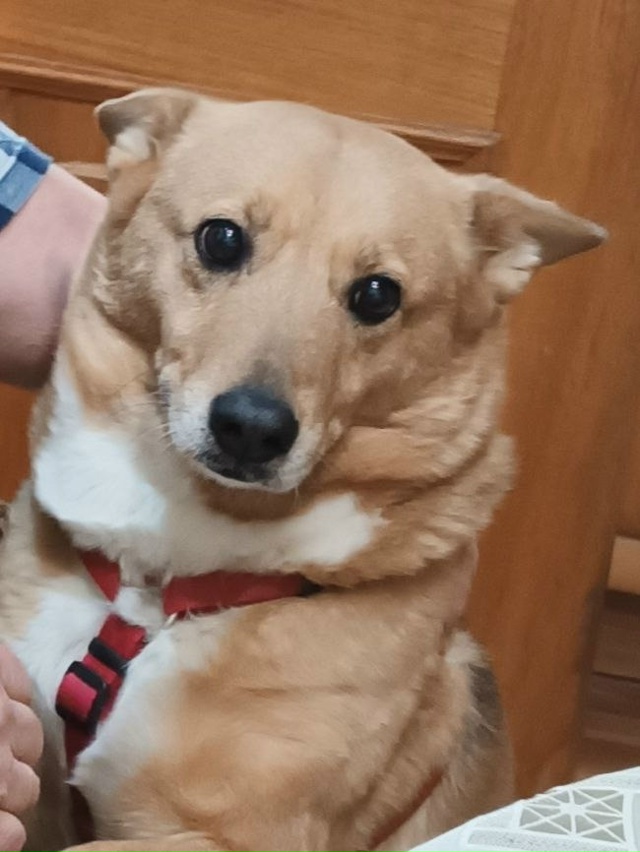 Продолжаем поиски собаки. Пропала 14 сентября,убежала г...