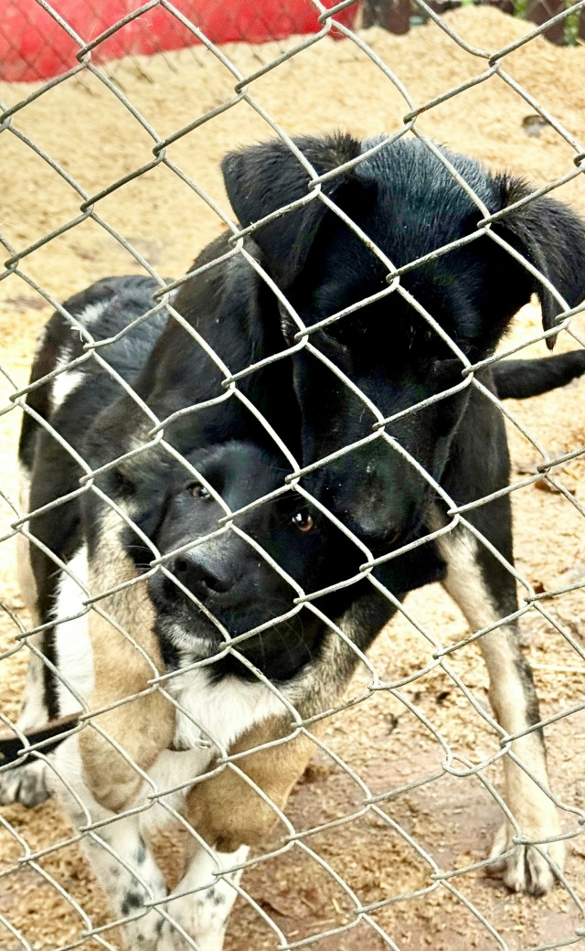 Нужен дом для классных парней.
Никто не захотел помочь ...