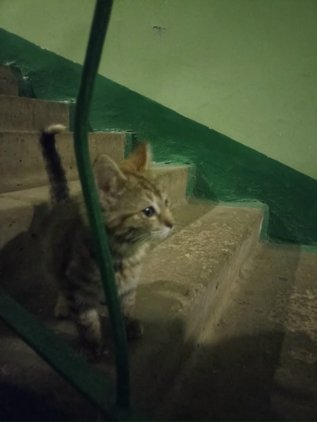 Руза, Революционная. Котёнок в подъезде. Может у кого-т?...