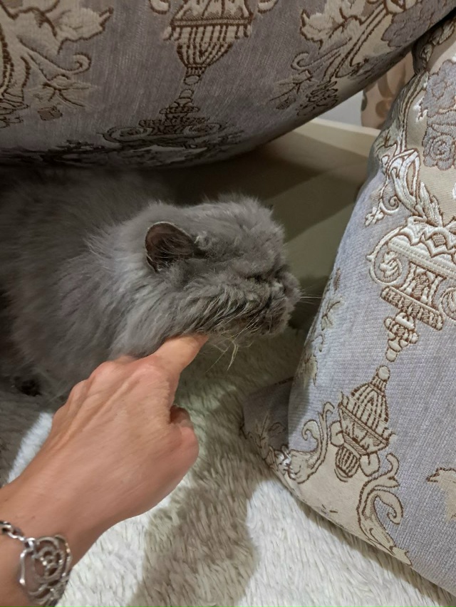 Кошка Тася сейчас! Любит проглаживание и сырую индейку...