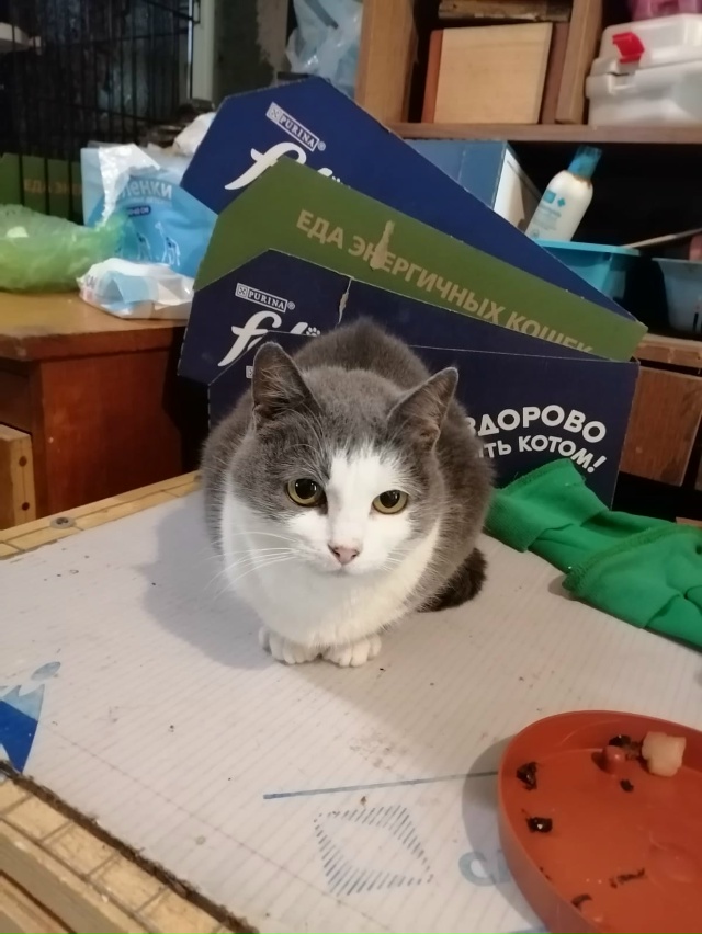 Это не просто кошка - это живая энергия с достоинствами...