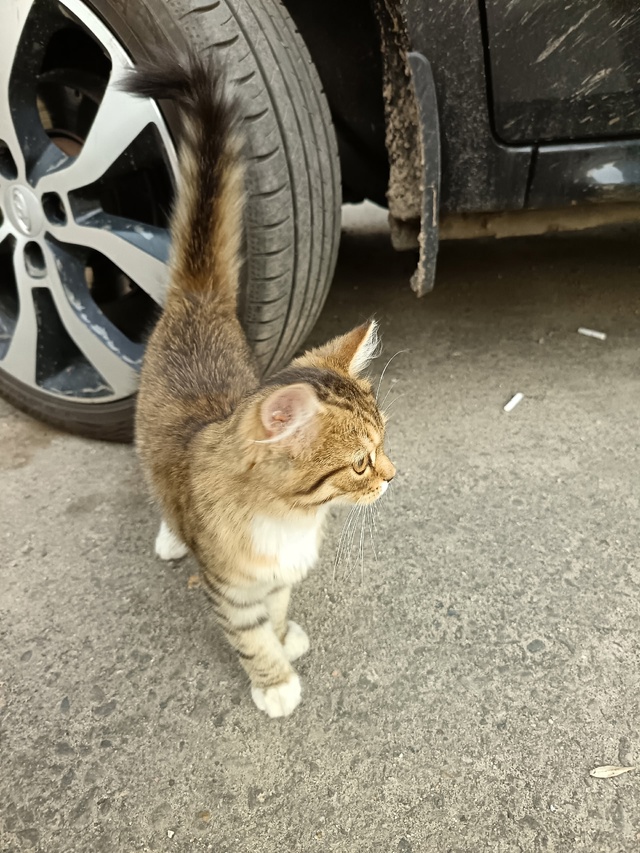 Чья потеряшка?
Ласковая, котёночек
На Радищева 15 бегае?...