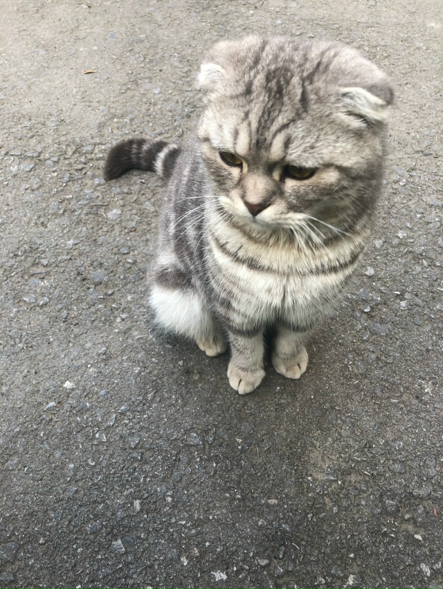 Здравствуйте. По улице Свердлова 98 бездомный котик пос...