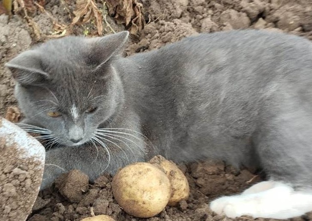 Пропал молодой котик. Пропал давно, месяц назад, но ище?...