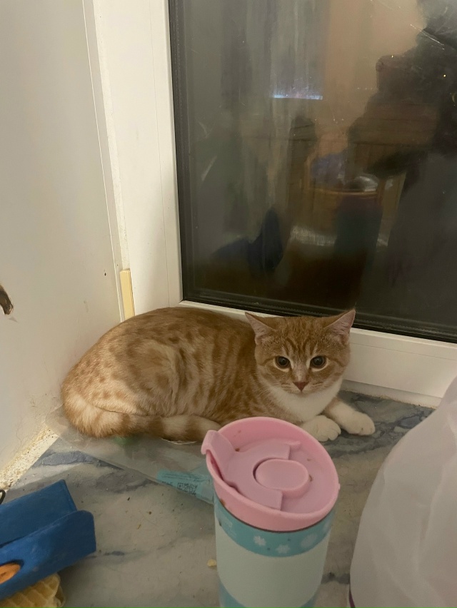 Во дворе дома Хабаровская, 44
Из под машины пришел ночь?...