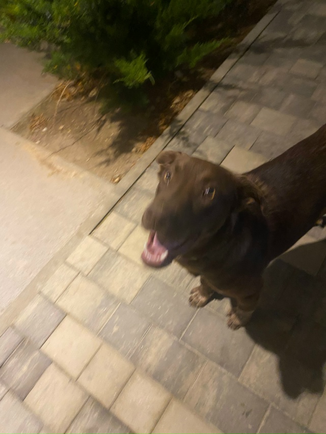 чей пес бегает по жк евпатория, ул. 60 лет влксм.
молодой,...