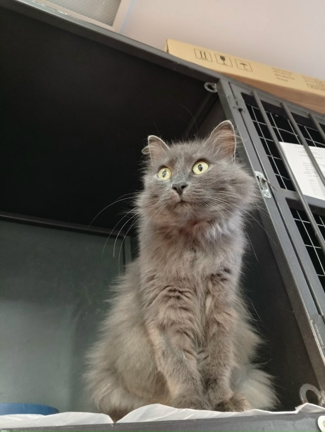 Времени уже нет...Ищет добрые руки ласковая, нежная, кра...