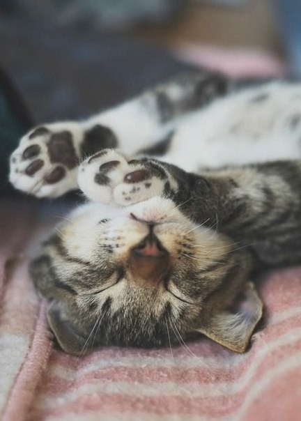 Пушистых снов вам)