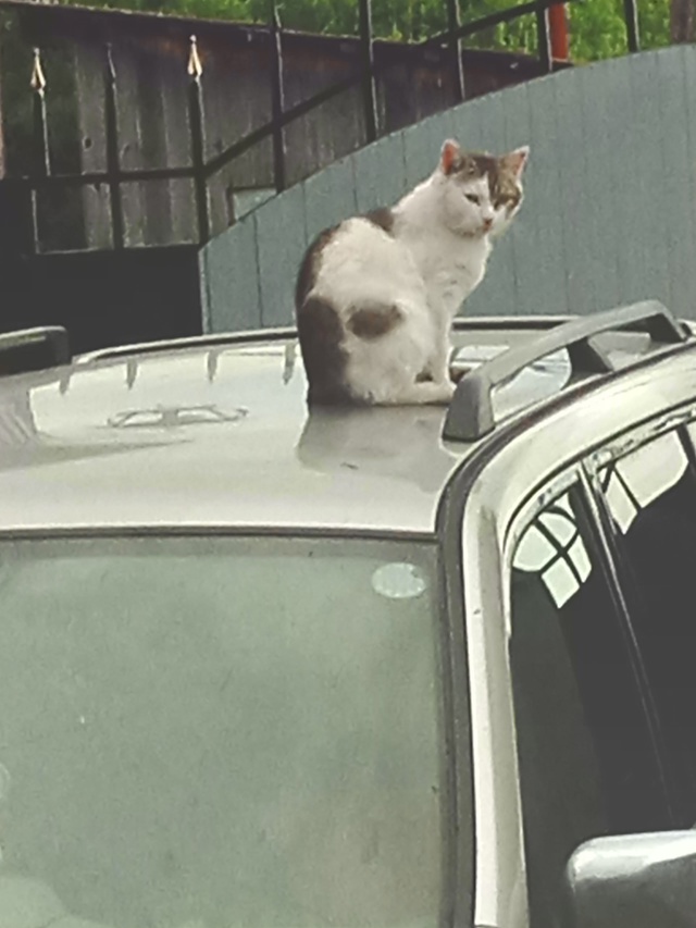 Неделю назад по ул. Солнечной потерялся котик . Сообщит...