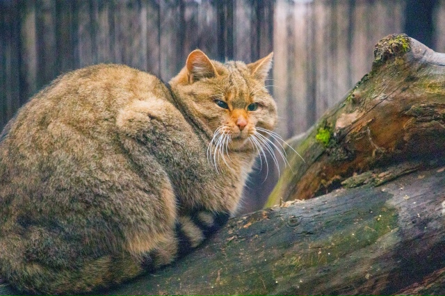 Лecныe кoты Ηoвocибиpcкoгo зooпapкa пoлнocтью гoтoвы к пpeдcтoящeй ...