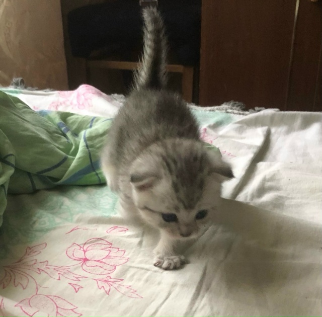 отдам котят в добрые и заботливые руки, котята игривые ...