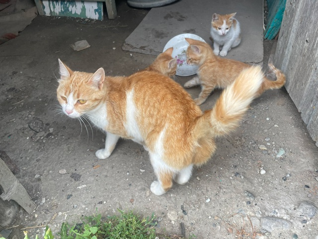 Отдам котят в добрые руки от кошки 🐱 мышеловки т. 890832389...
