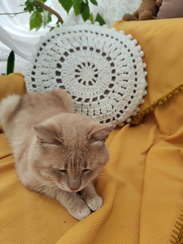 Наш Кешка снова потерялся.. Присмотритесь, может он при...