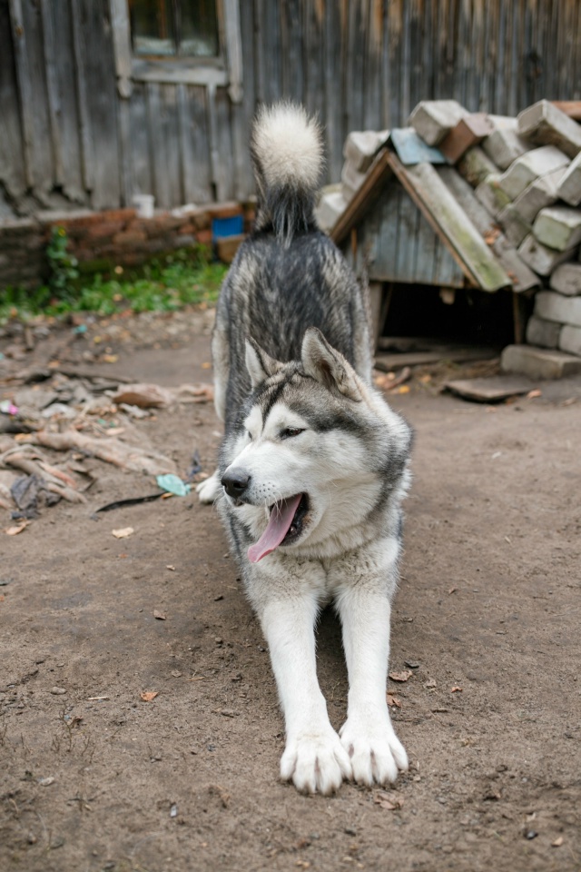 Кай очень ждет своего Человека🙏
Милый, добрый, игривы?...