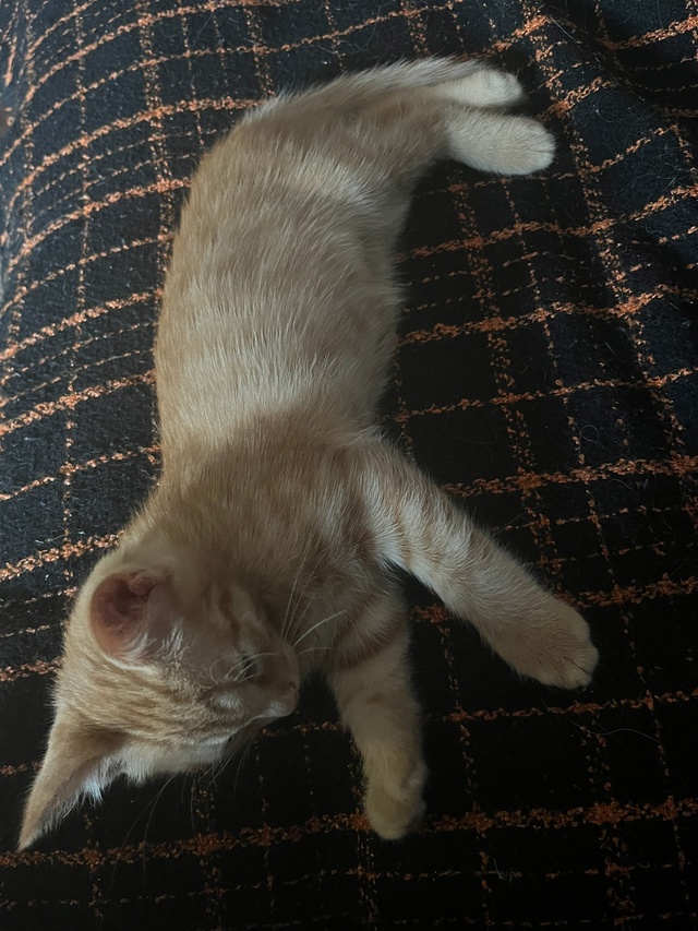 Отдам двух рыжих кошечек (можно по отдельности🙃), к ло?...