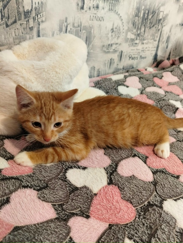 Лен., обл., г.Кировск
Ищем дом котятам, двум сестричкам и...