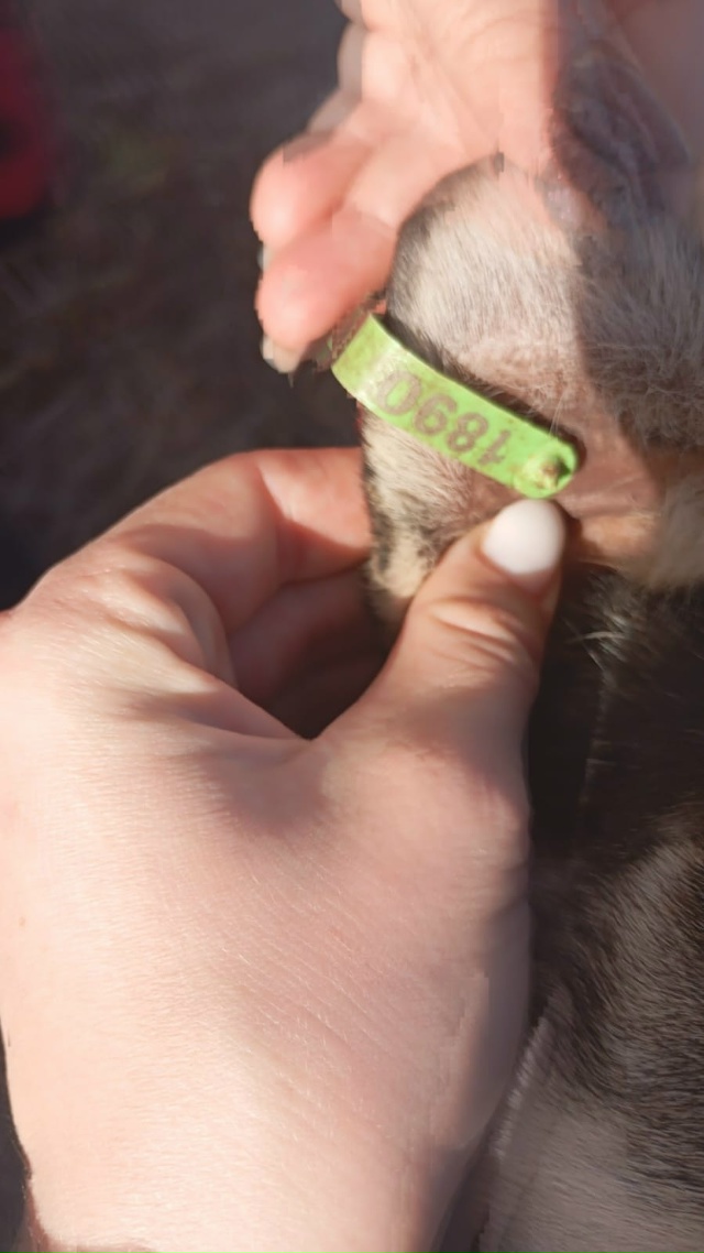 Каму нужна собака прибилась к нашему двору очень добры...