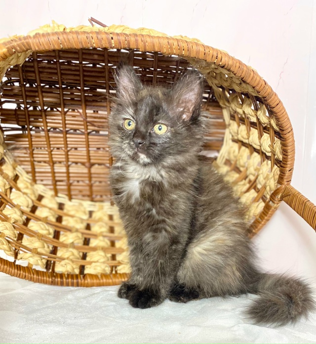 Срочно! Отдаётся даром эксклюзивный комплект в Можайс?...