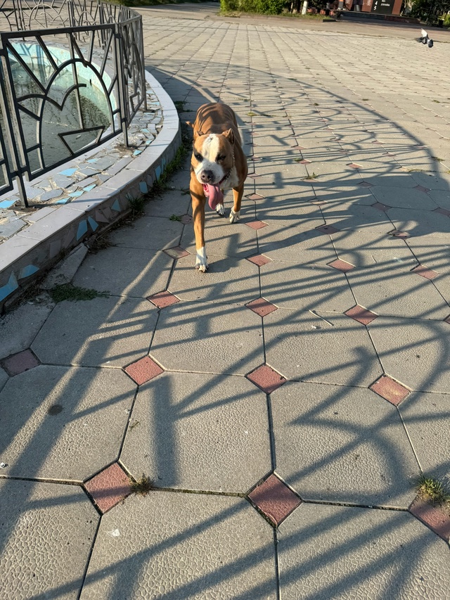 Чья собака бегает по площади мин 20?