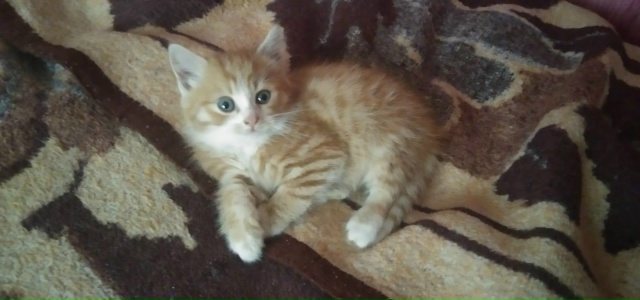 СРОЧНО!!! Найден котёнок на ул. Спортивной неделю назад....