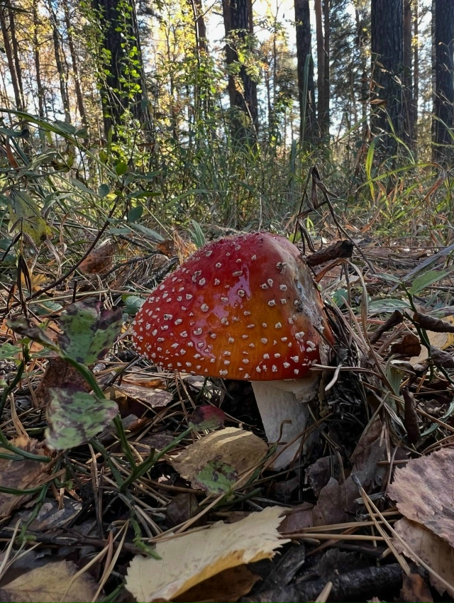 Осенние картинки😍