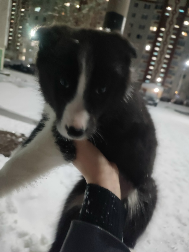 Боже мой! Что же это творится!
Маленьких щенков раскид?...