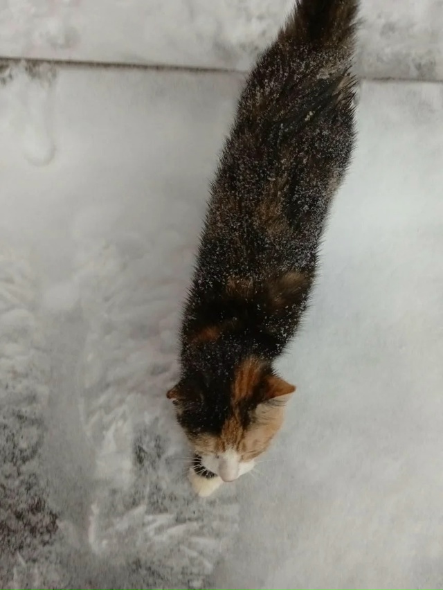 Ребята нашли котёнка девочку на улице. Может кто-то хоч...