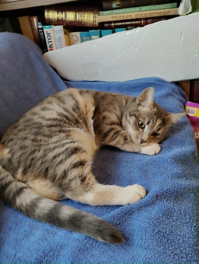 Помогаю информационно. На участке у пожилой женщины по...