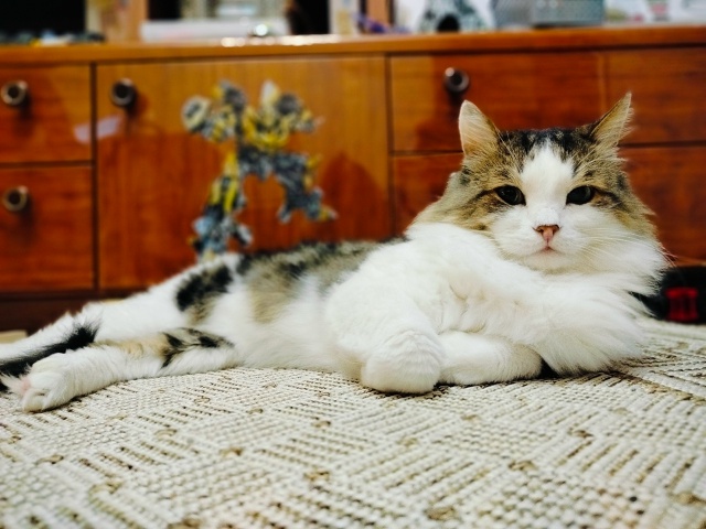 Знакомьтесь, кот Прохор.Ему 13 лет.