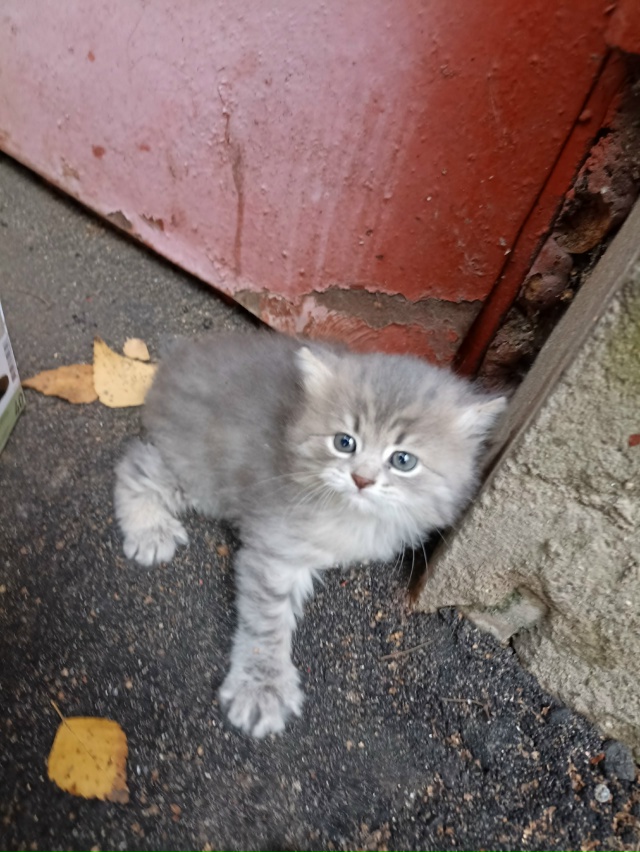 Выкинули котёнка.
Красивый. Может кому-то нужен? Кричи?...