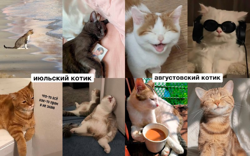 Российский астролог рассказал, какой вы… котик по месяцу рождения
Ищем себя, кидаем друзьям