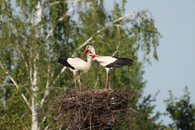 🪺В Башкирии орнитологи рассказали о первом случае гн?...