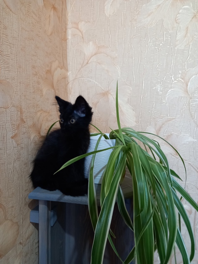 Отдам котенка в добрые руки. К лотку приучен. Пишите в л...