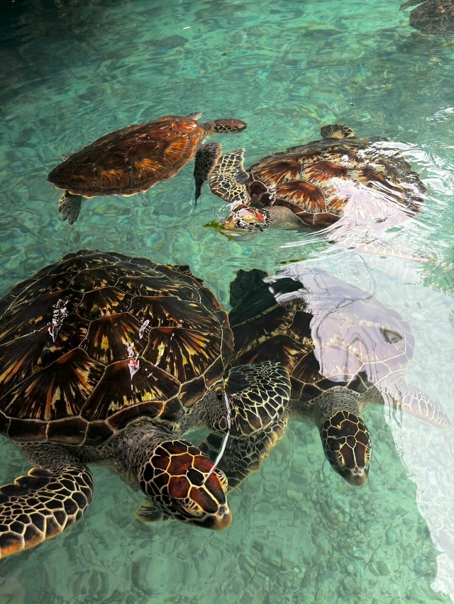 🌍 Пещера Салаам
На побережье Индонезии скрыто удивит...