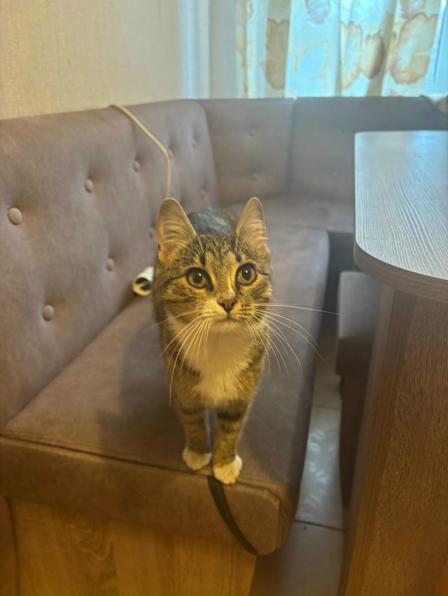 Отдадим кошку в хорошие руки. Нашли на обочине дороги, ?...