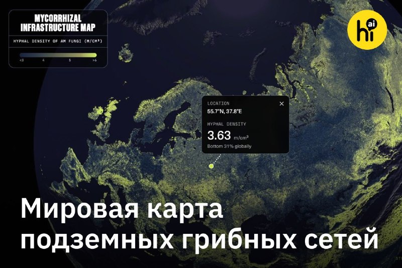 📌 Самая подробная мировая карта грибниц
Ученые впервые оценили масштаб подземных сетей арбускулярны