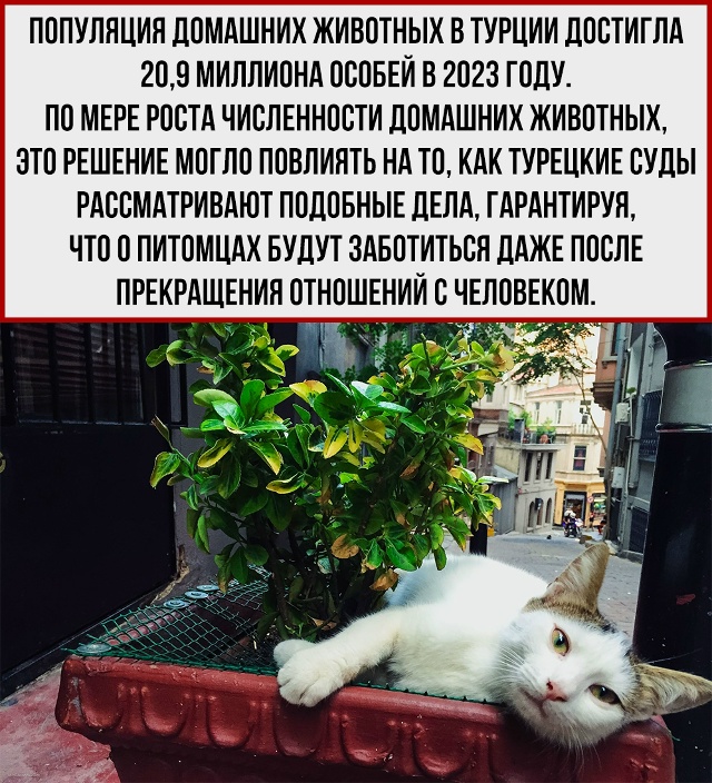 Если реинкарнация реальна, то в следующей жизни мне бы ...