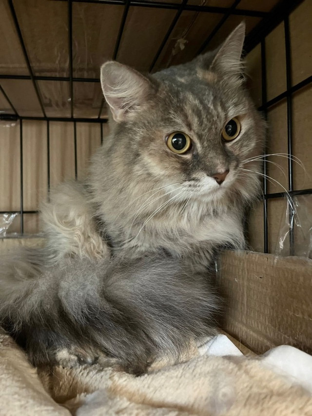 SOS 🆘 SOS 🆘 SOS 🆘 SOS 🆘 SOS 🆘 SOS
ДАШЕНЬКА 🐈
Кошку снова на...